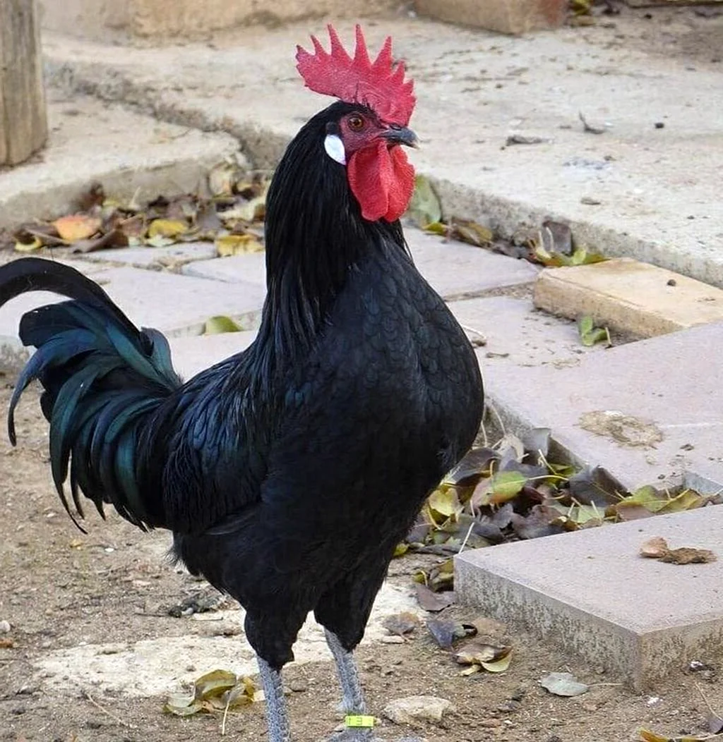 Кастеллана черная порода кур