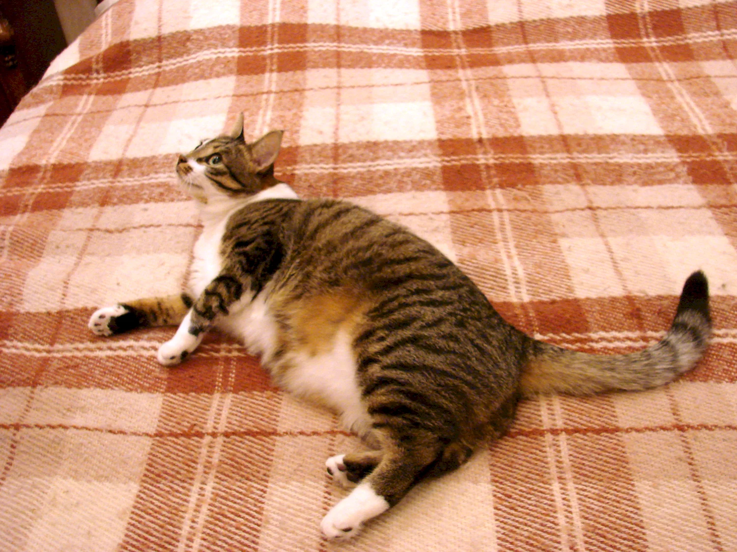 Кастрированный кот толстый