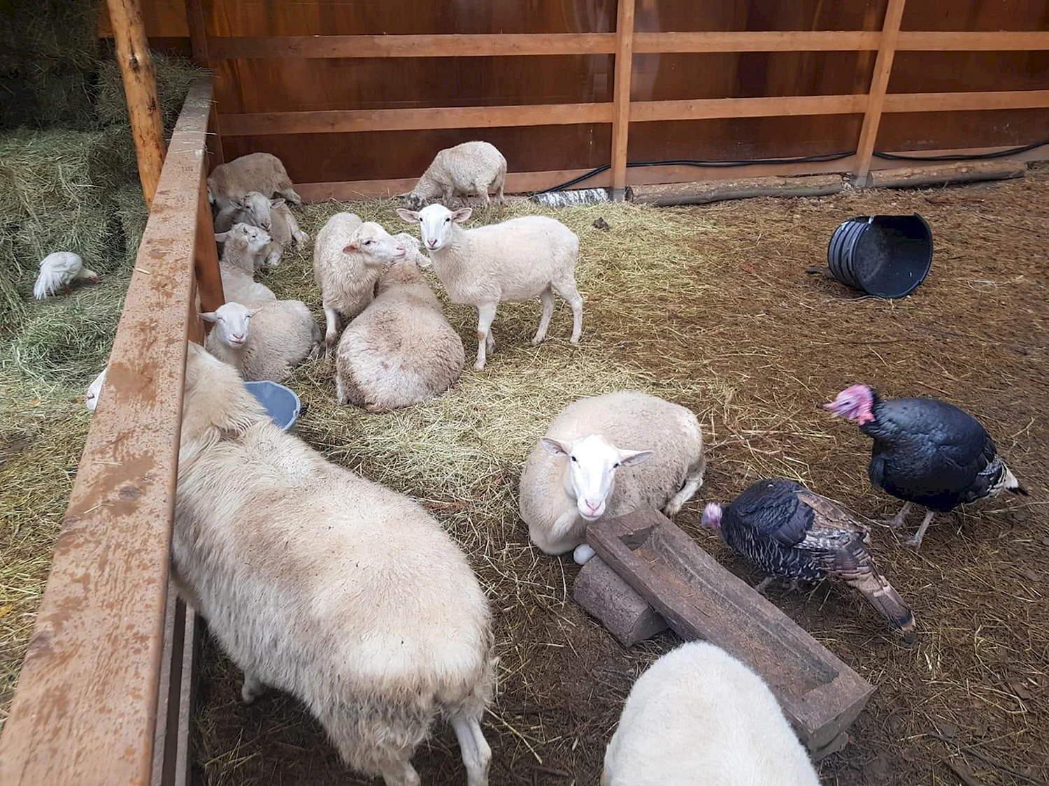 Катумские овцы линять
