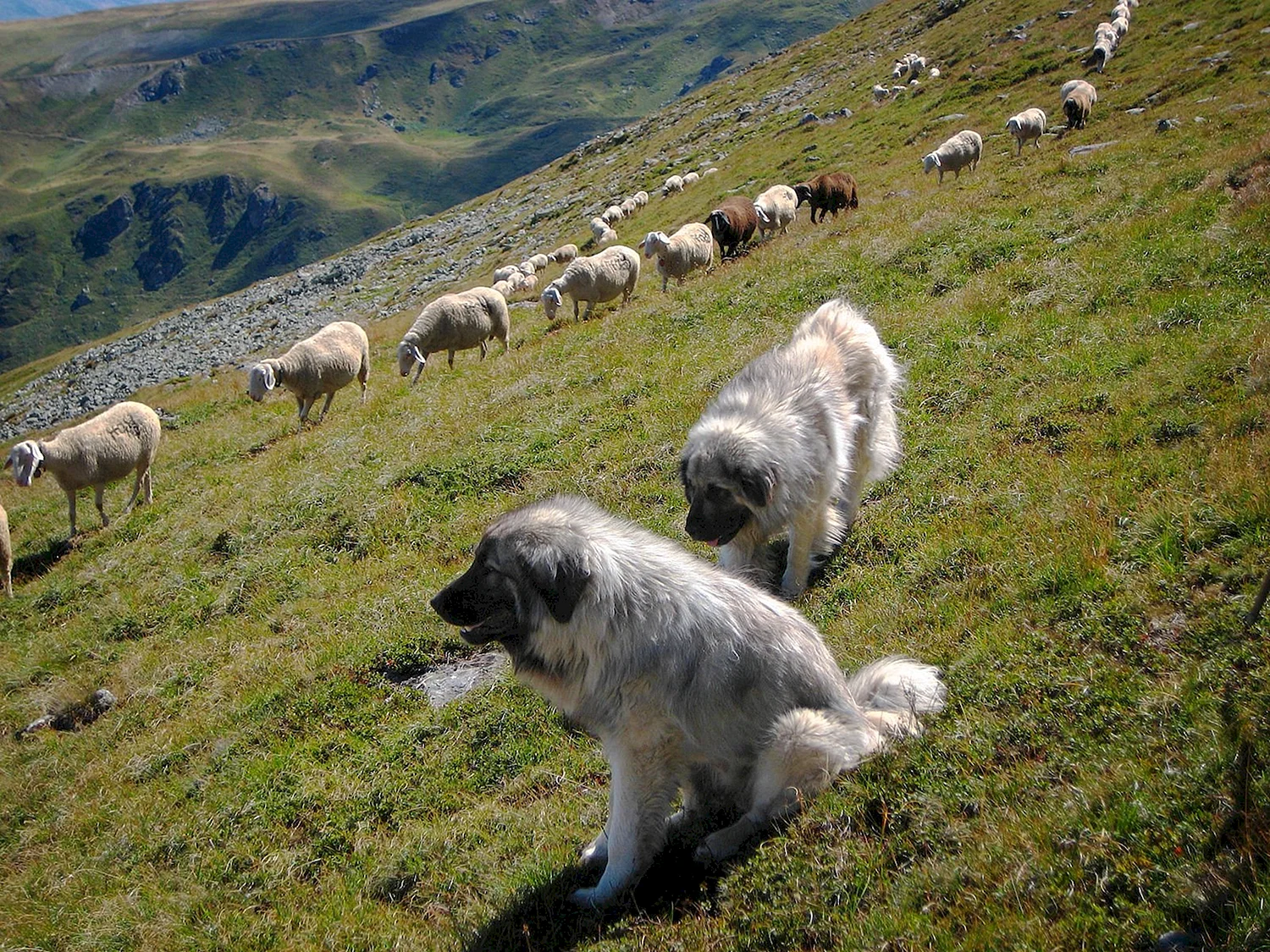 Кавказская Чабанская овчарка