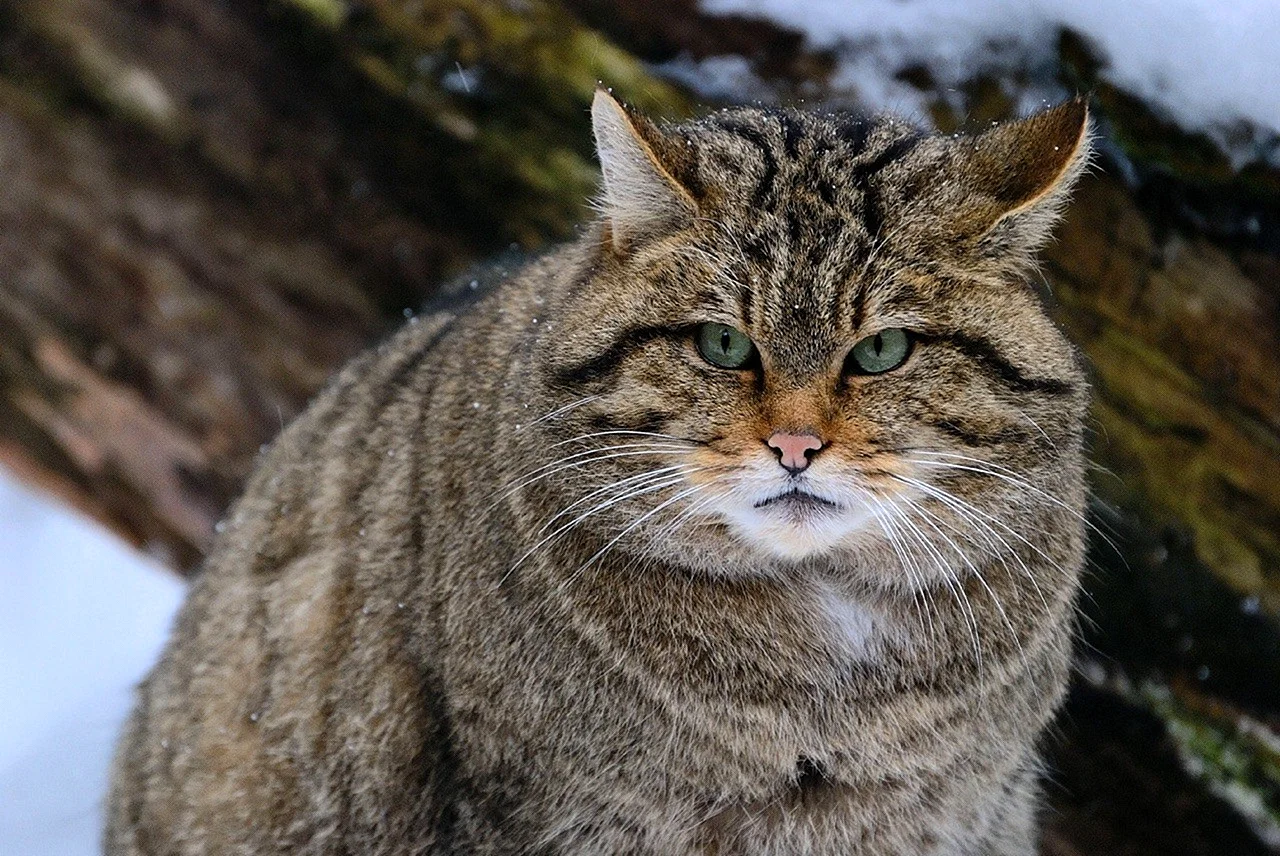 Кавказская Лесная кошка Felis Silvestris Caucasica