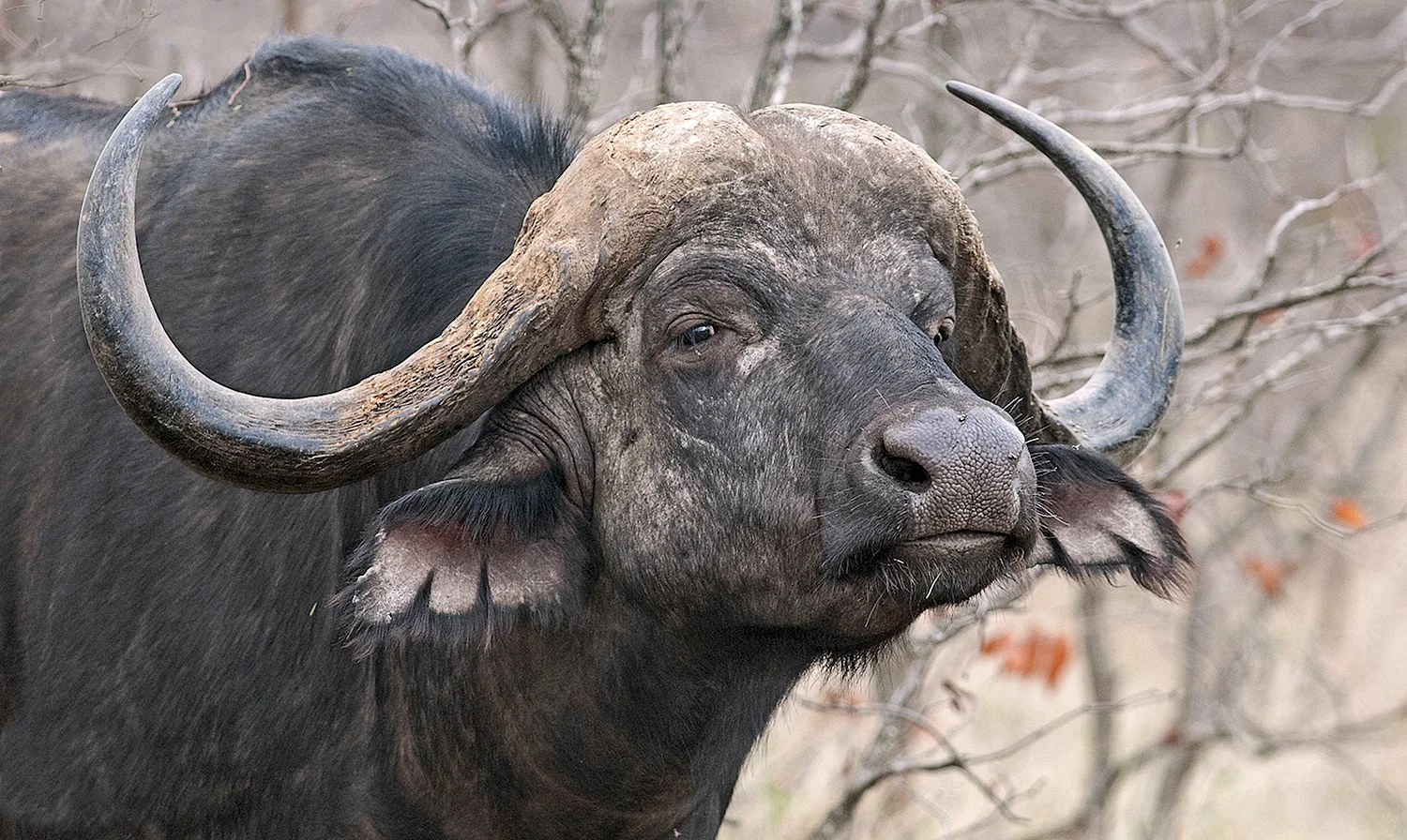 Кавказский буйвол