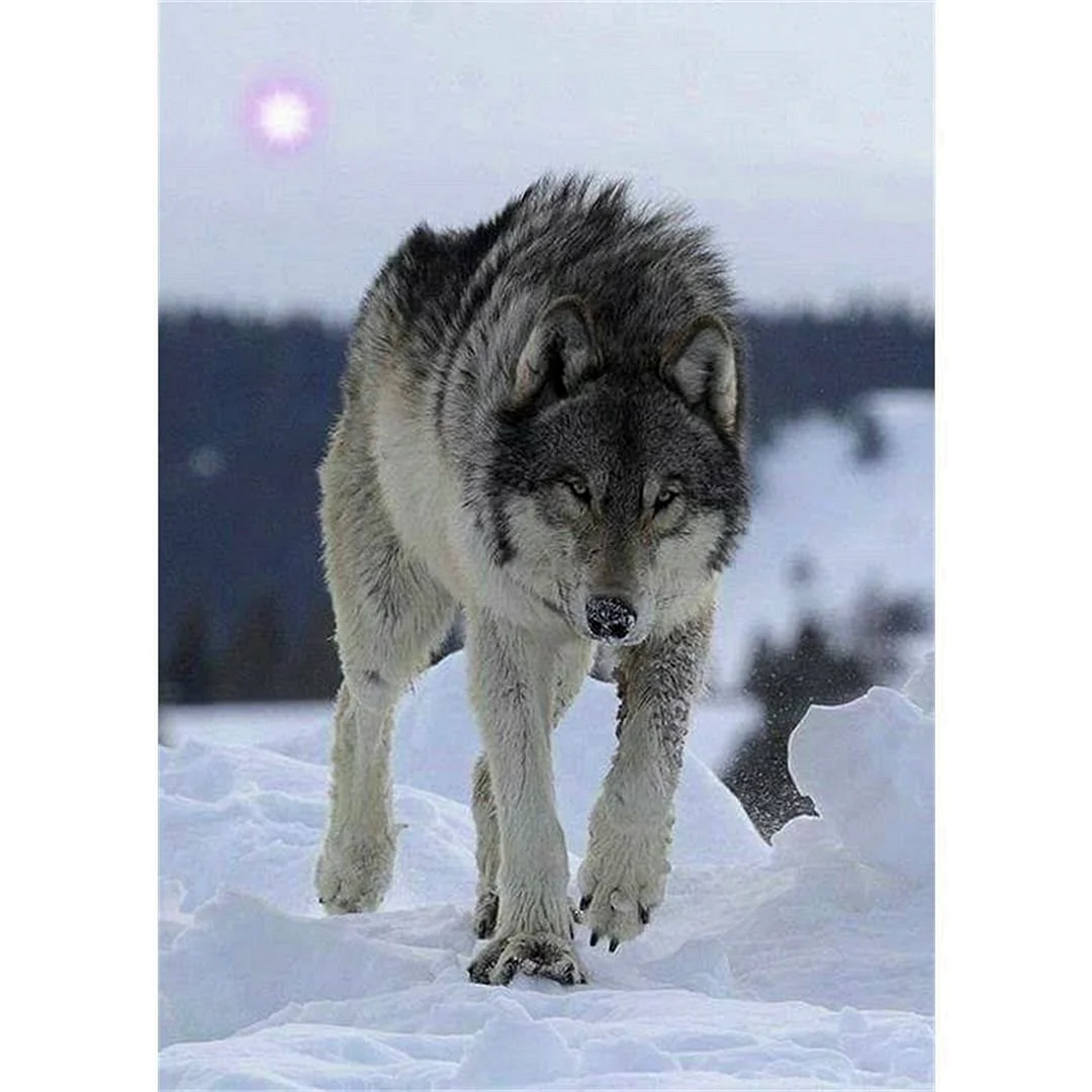 Кавказский горный волк