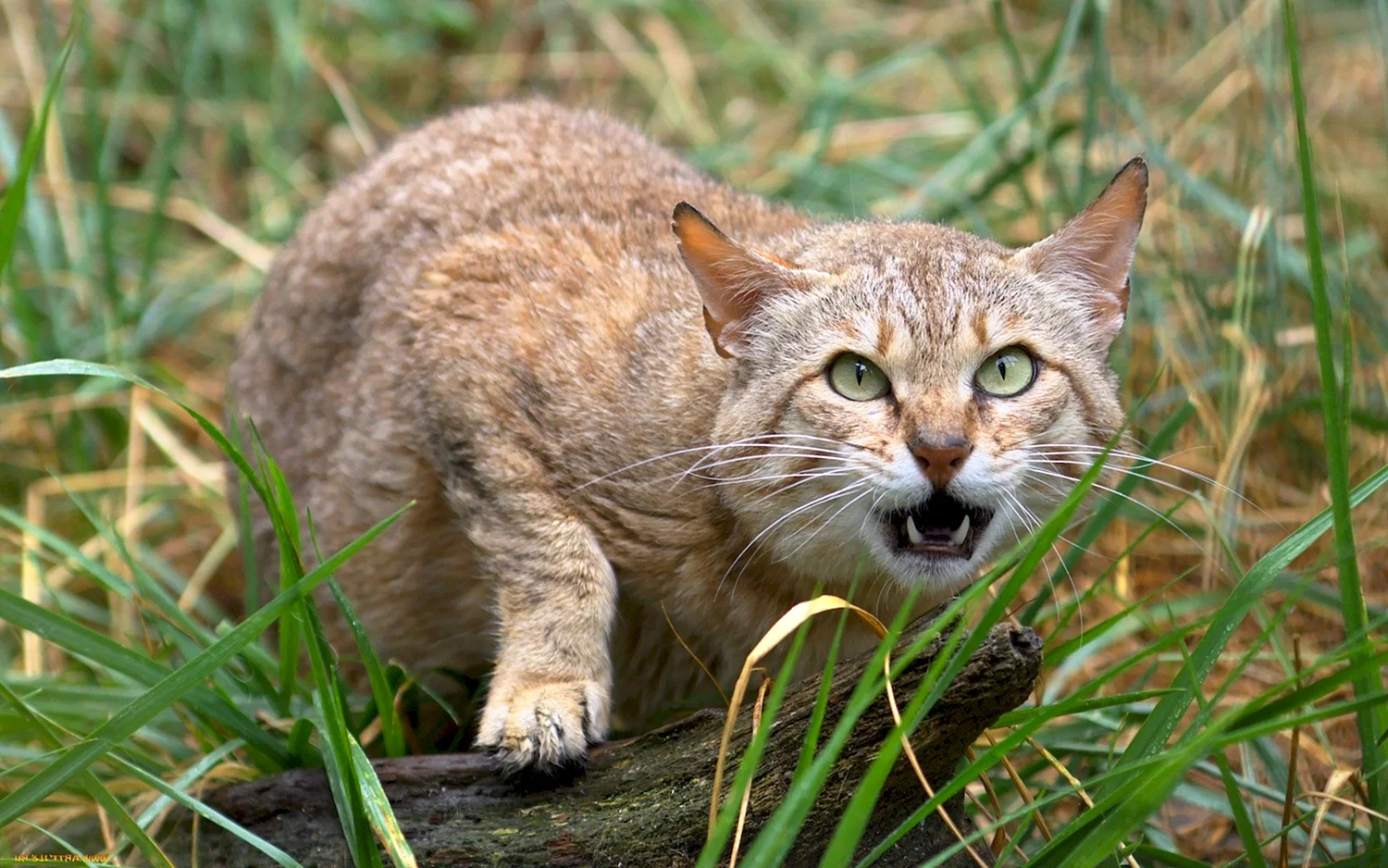 Кавказский камышовый кот