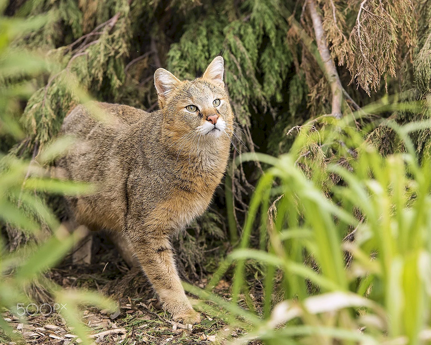 Кавказский камышовый кот