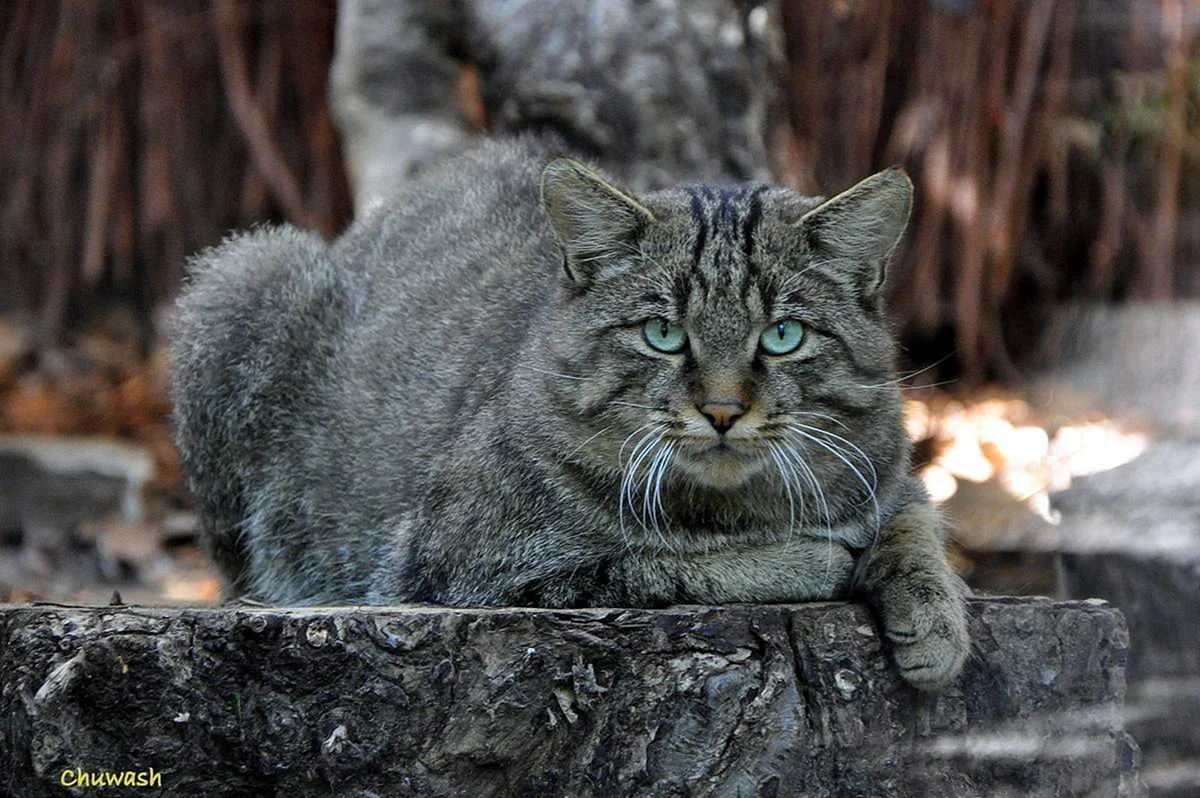 Кавказский Лесной кот