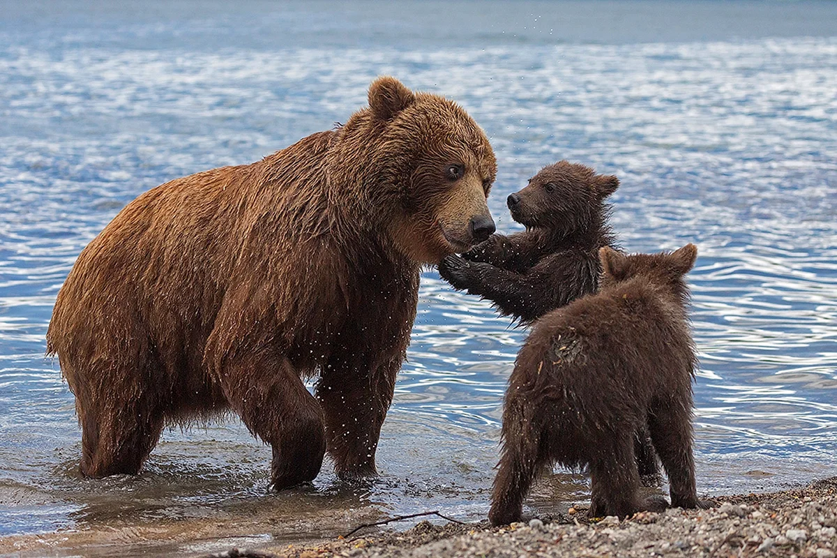 Казанова медведь Курильское озеро