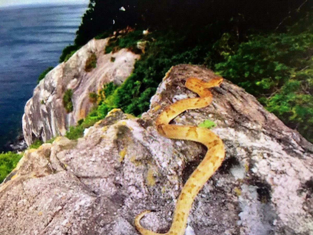 Кеймада-Гранди змеиный остров