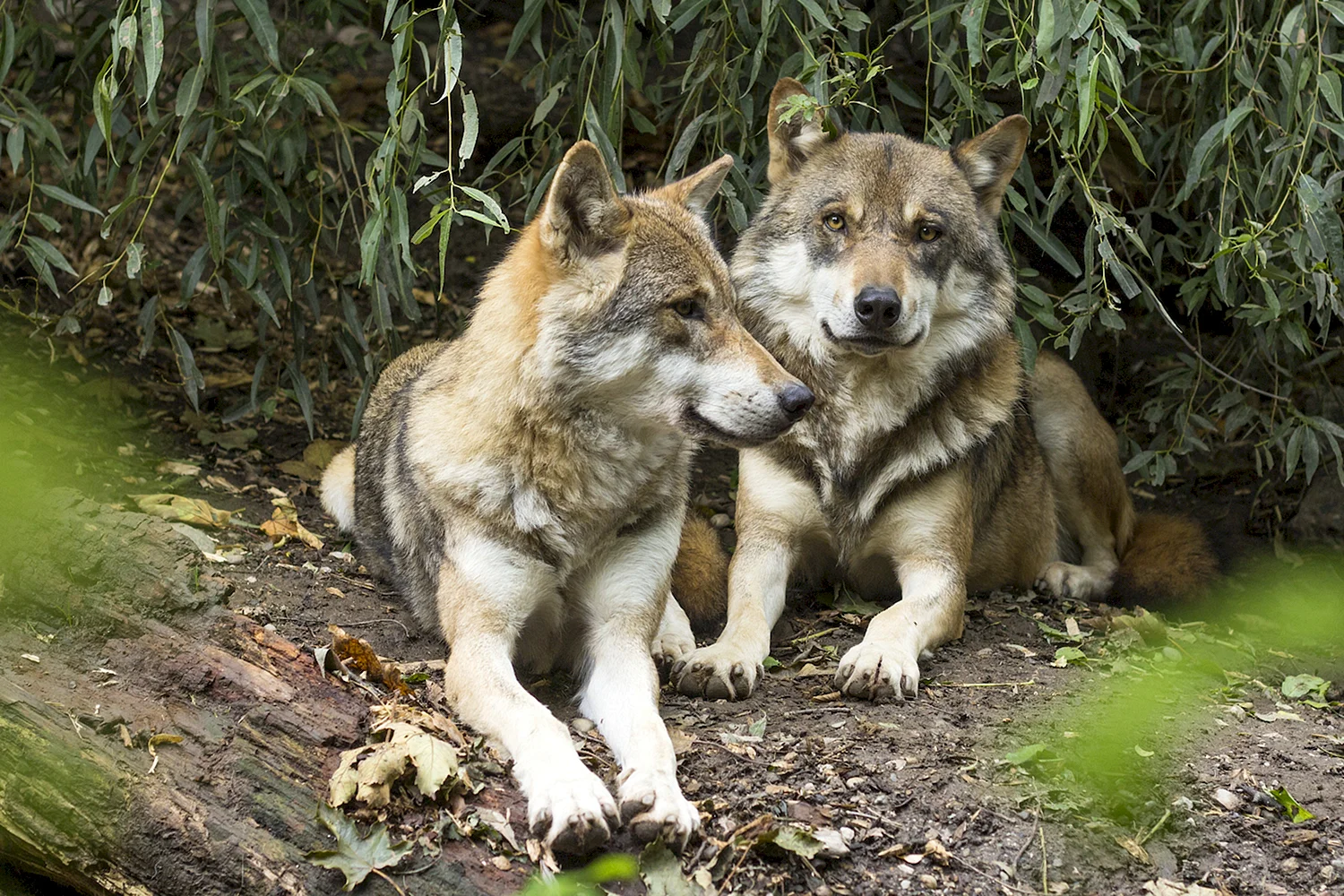 Кенайский волк canis Lupus alces