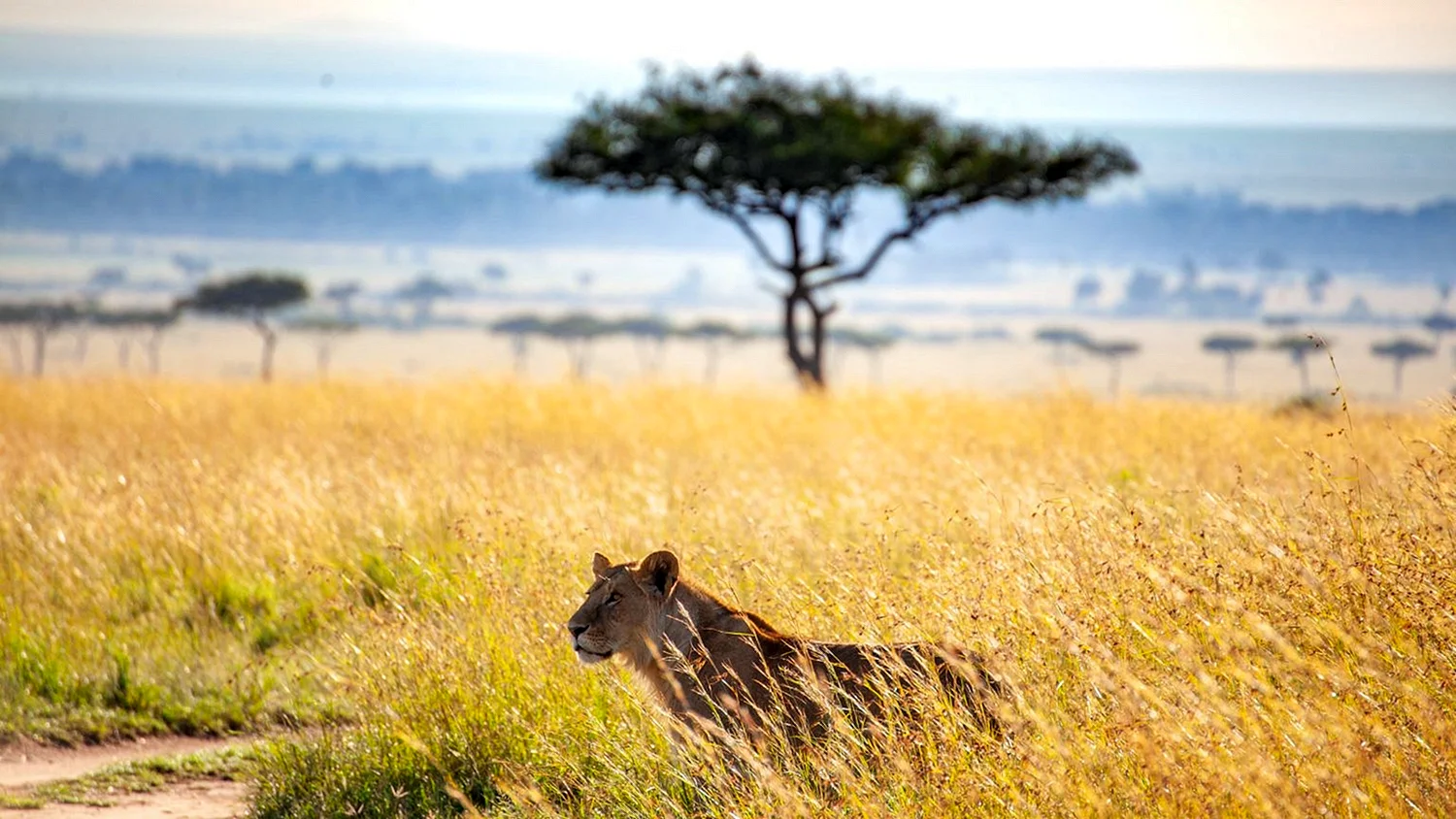 Кения сафари львы