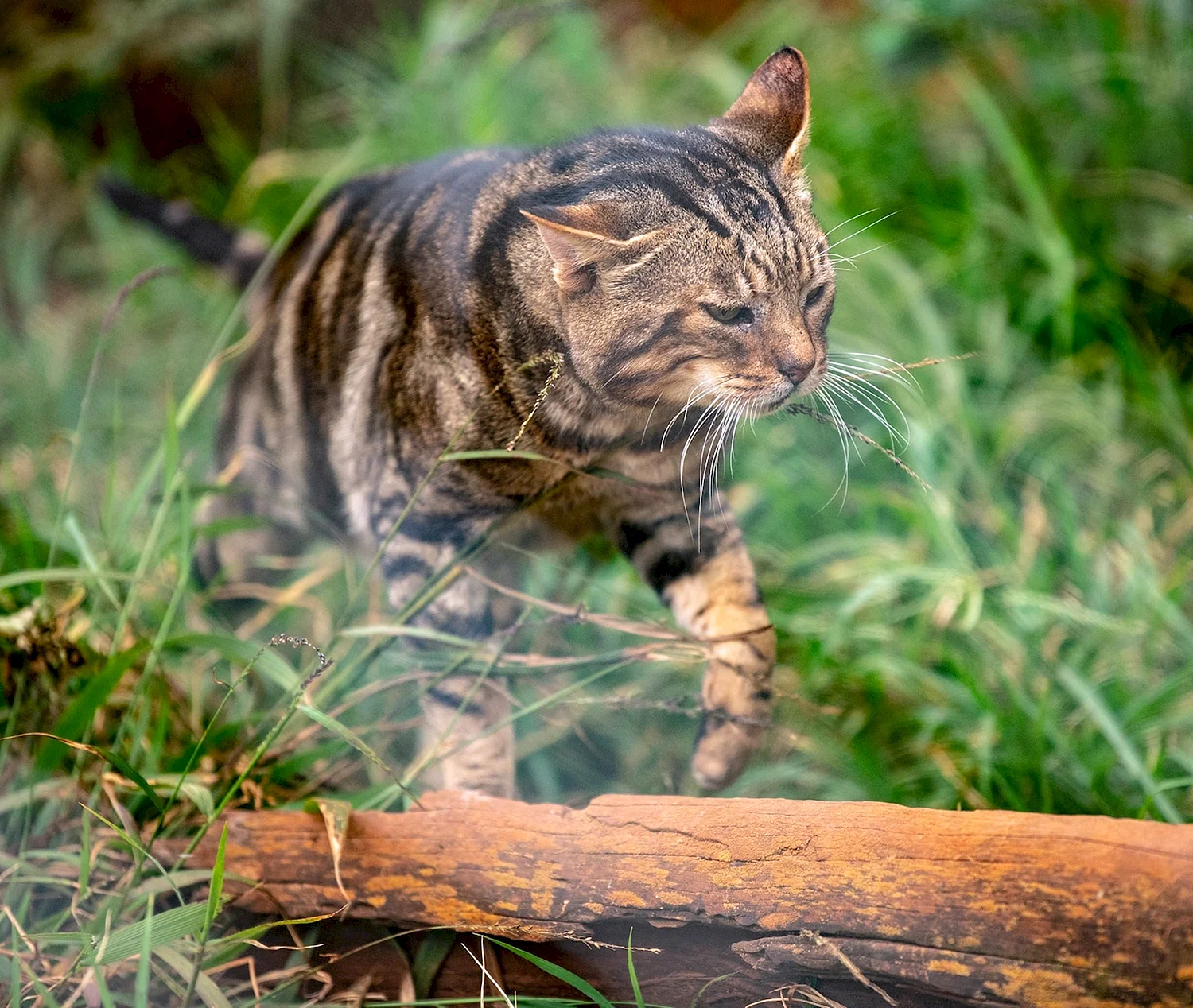 Кенийская Лесная кошка фото