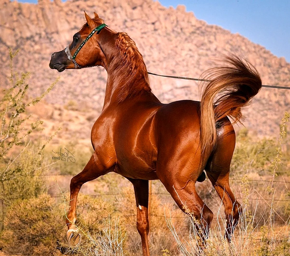 Хадбан арабская лошадь