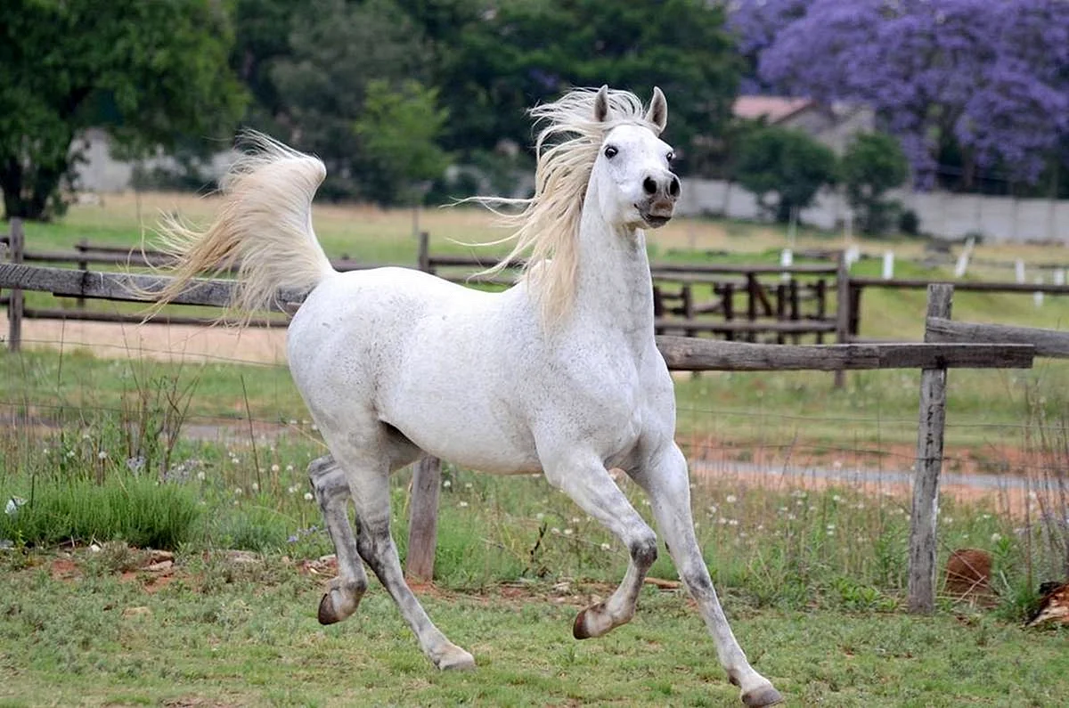 Хадбан арабская лошадь