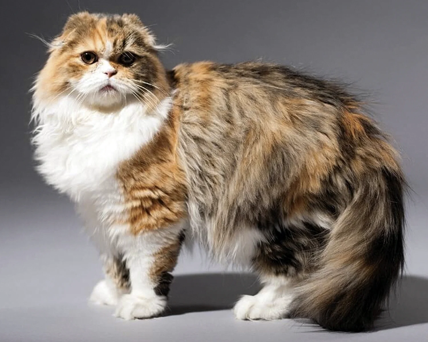 Хайленд-фолд Шотландская вислоухая длинношерстная кошка