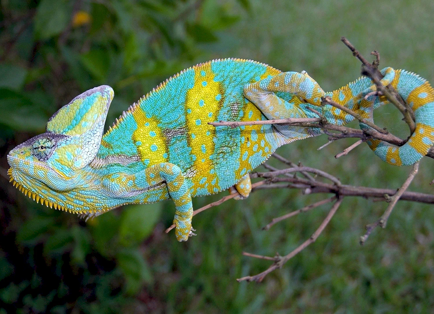 Хамелеон йеменскийveiled Chameleon