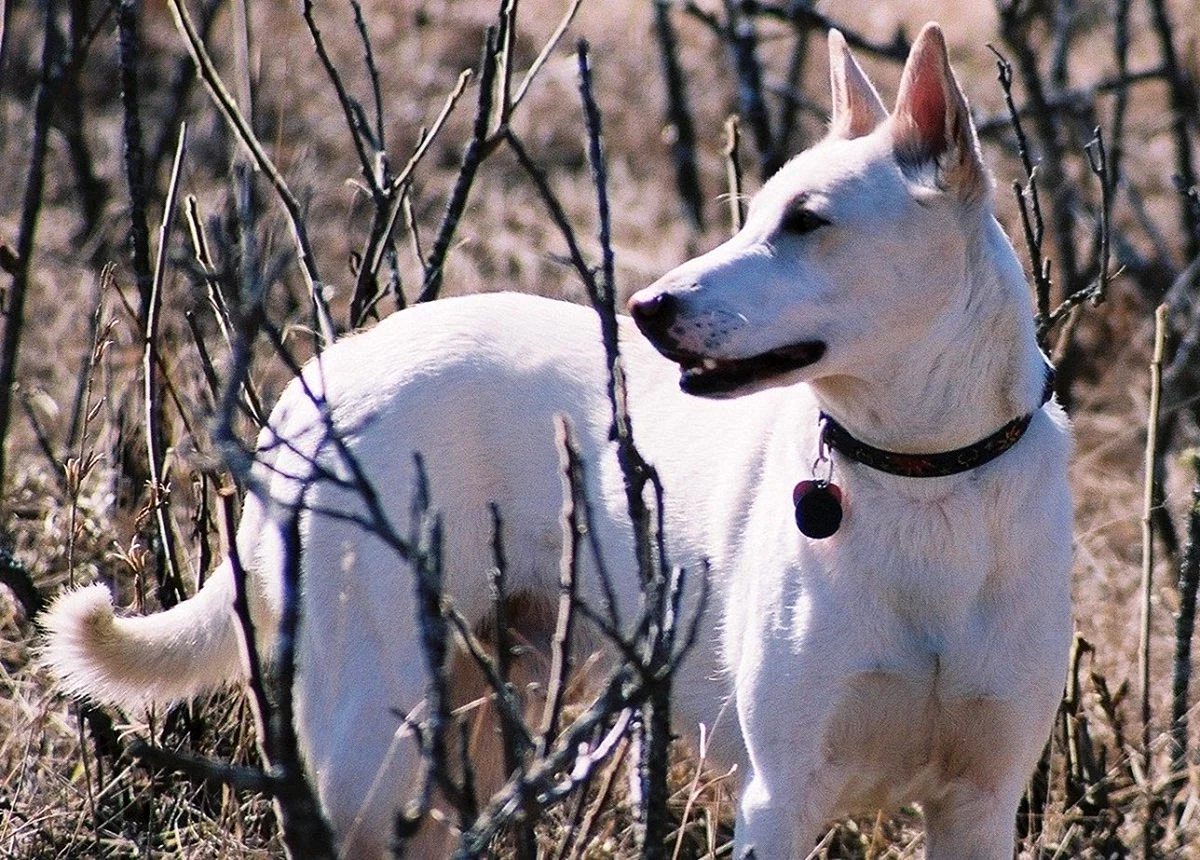 Ханаанская собака белая