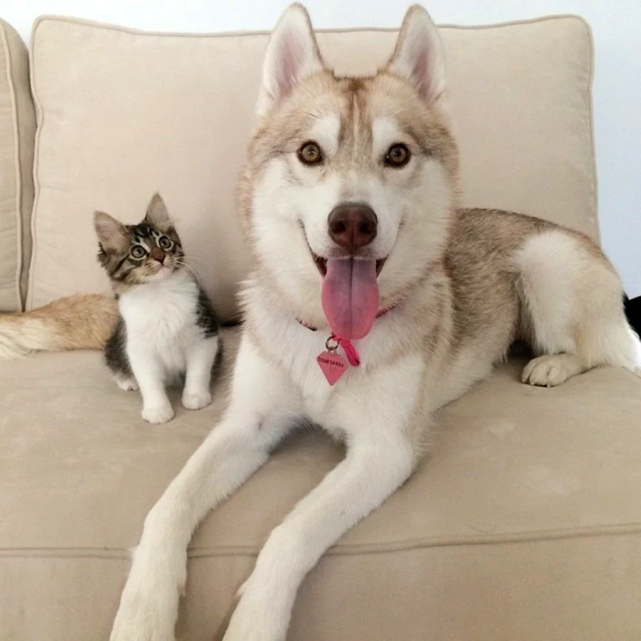 Хаски и кошка