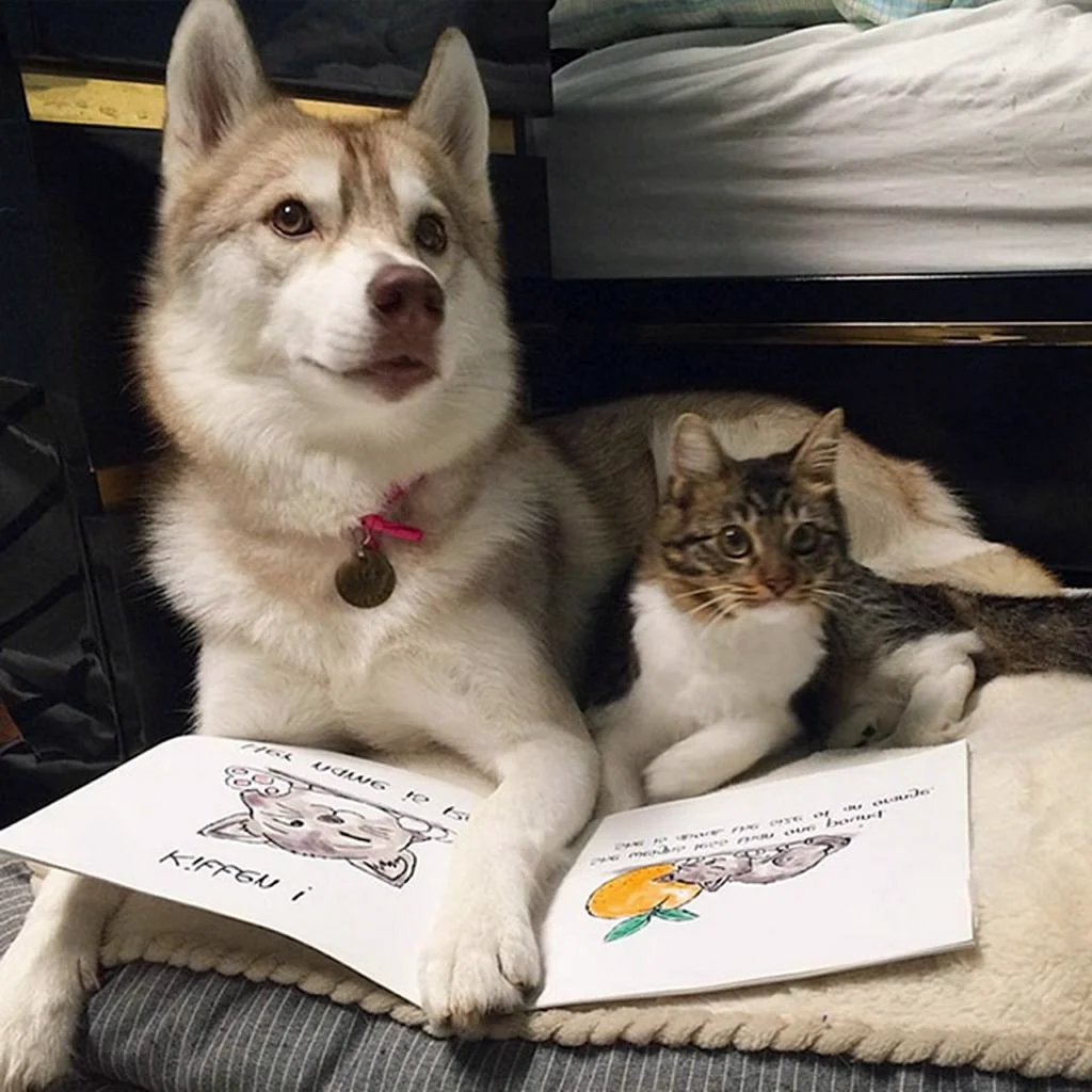Хаски и кот
