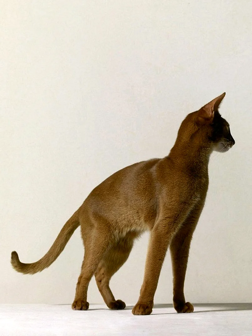 Хавана Браун порода кошек
