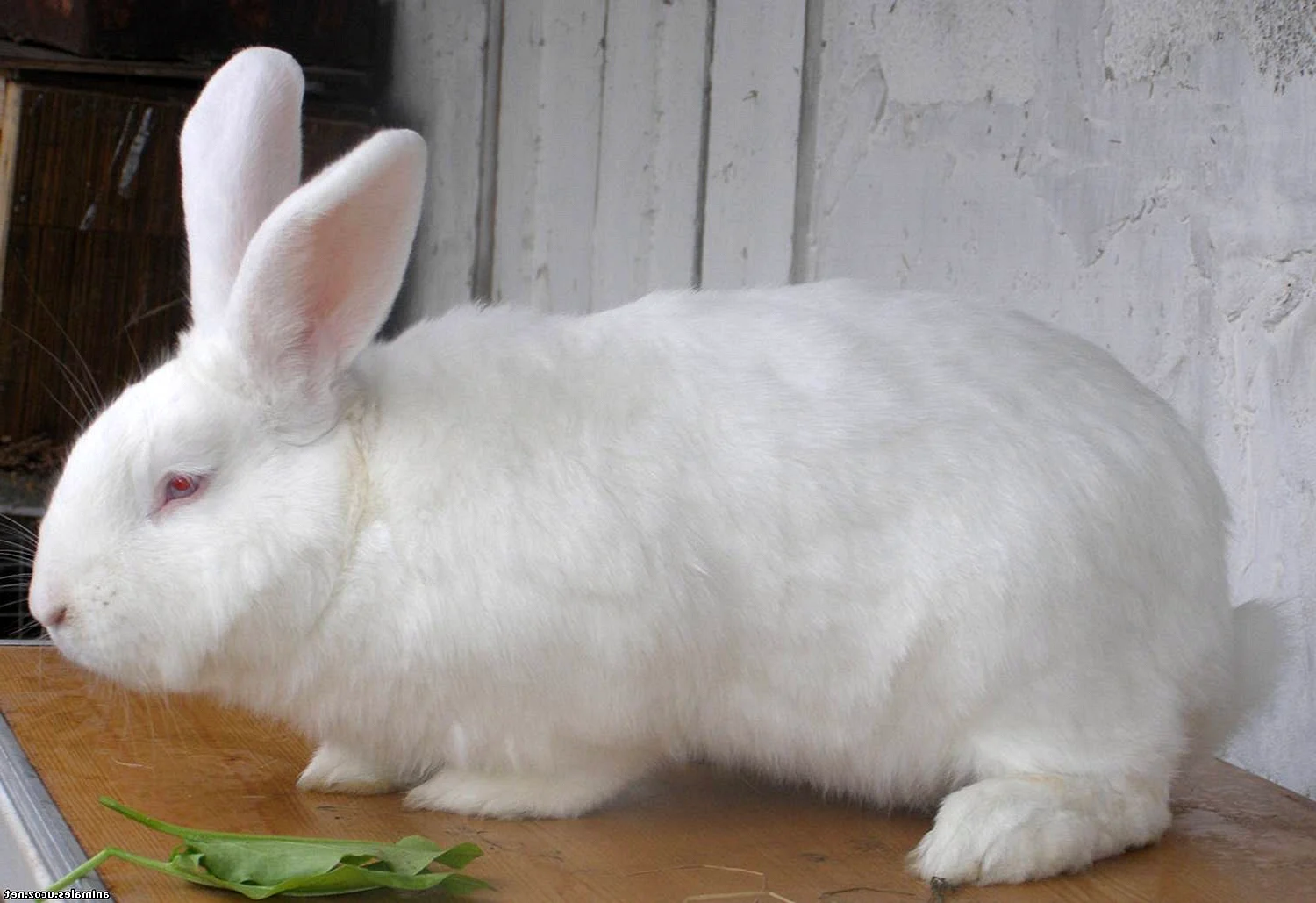 Хиплус белый кролик