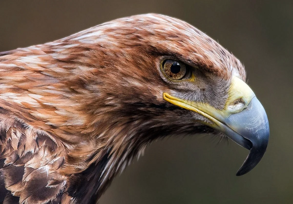 Хищные птицы Северного Кавказа Орел