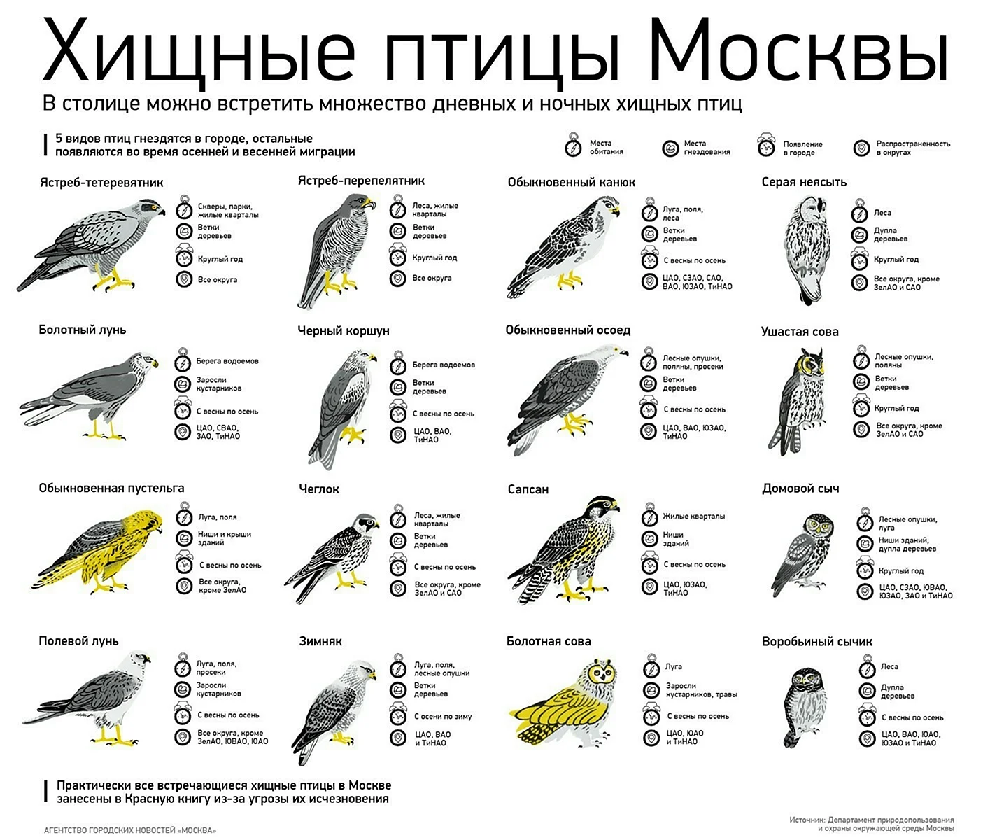 Хищные птицы средней полосы России