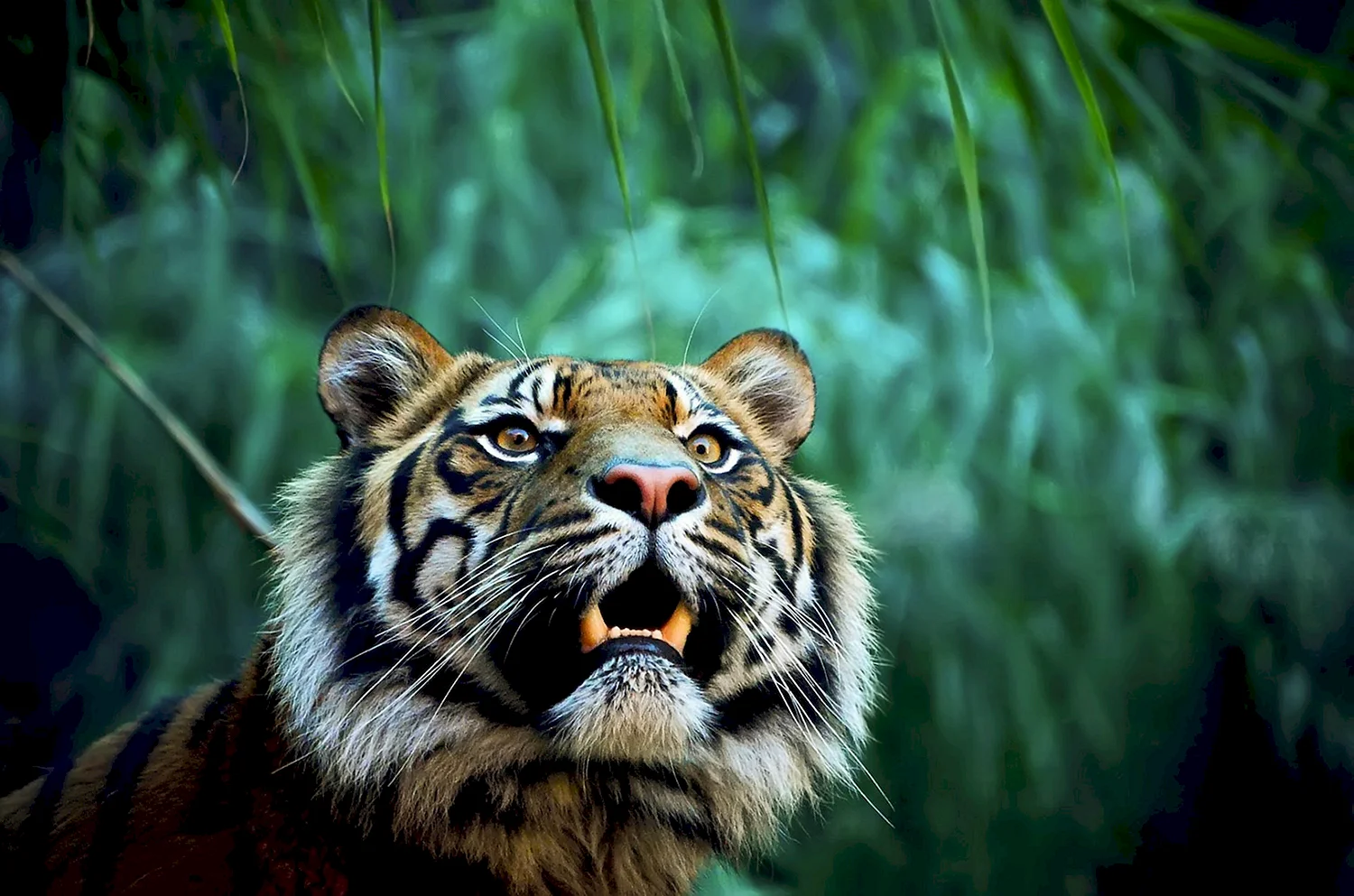 Хищные животные тигр