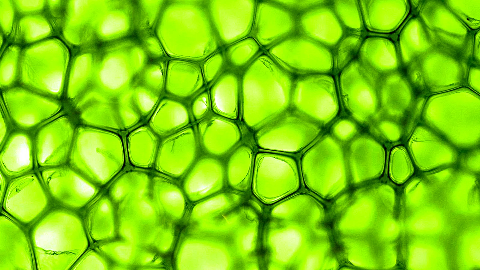 Хлорофилл в растительной клетке