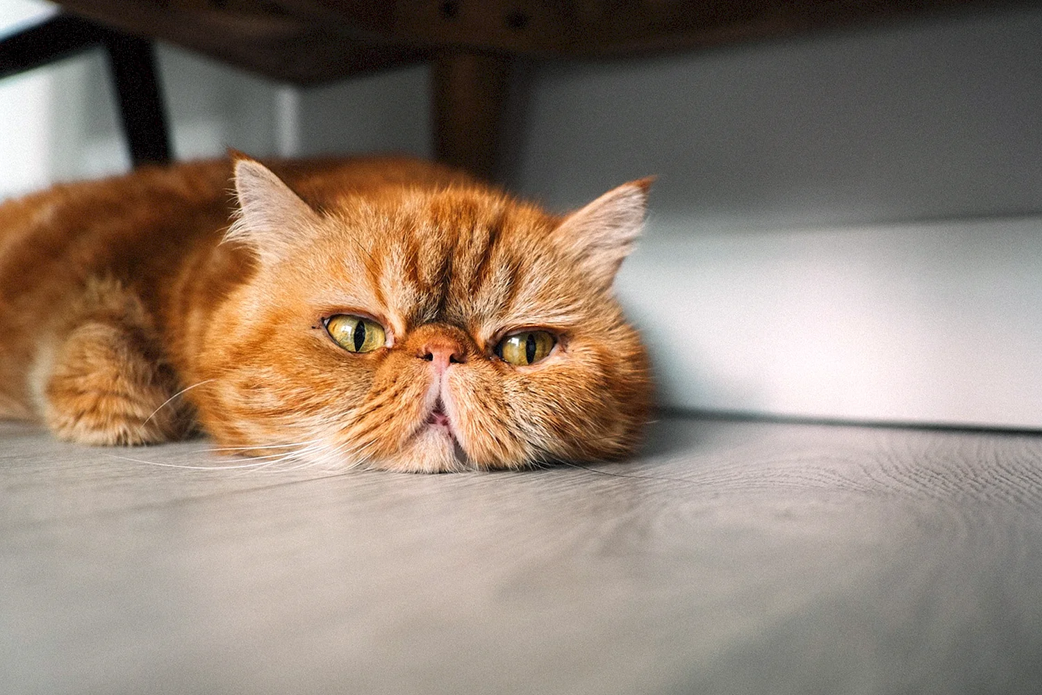 Хмурый рыжий кот