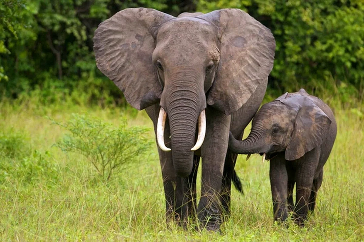 Хоботные слоны