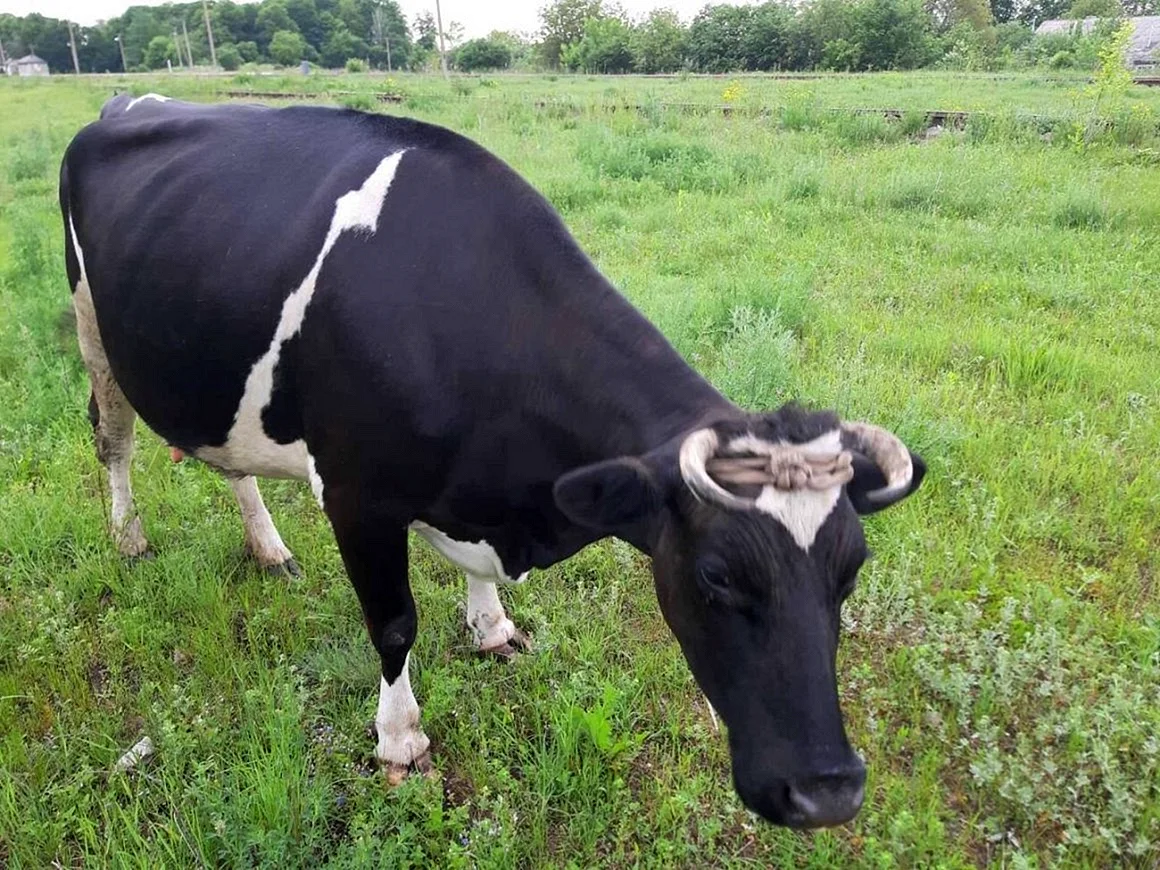 Холмогорская молочная порода коров