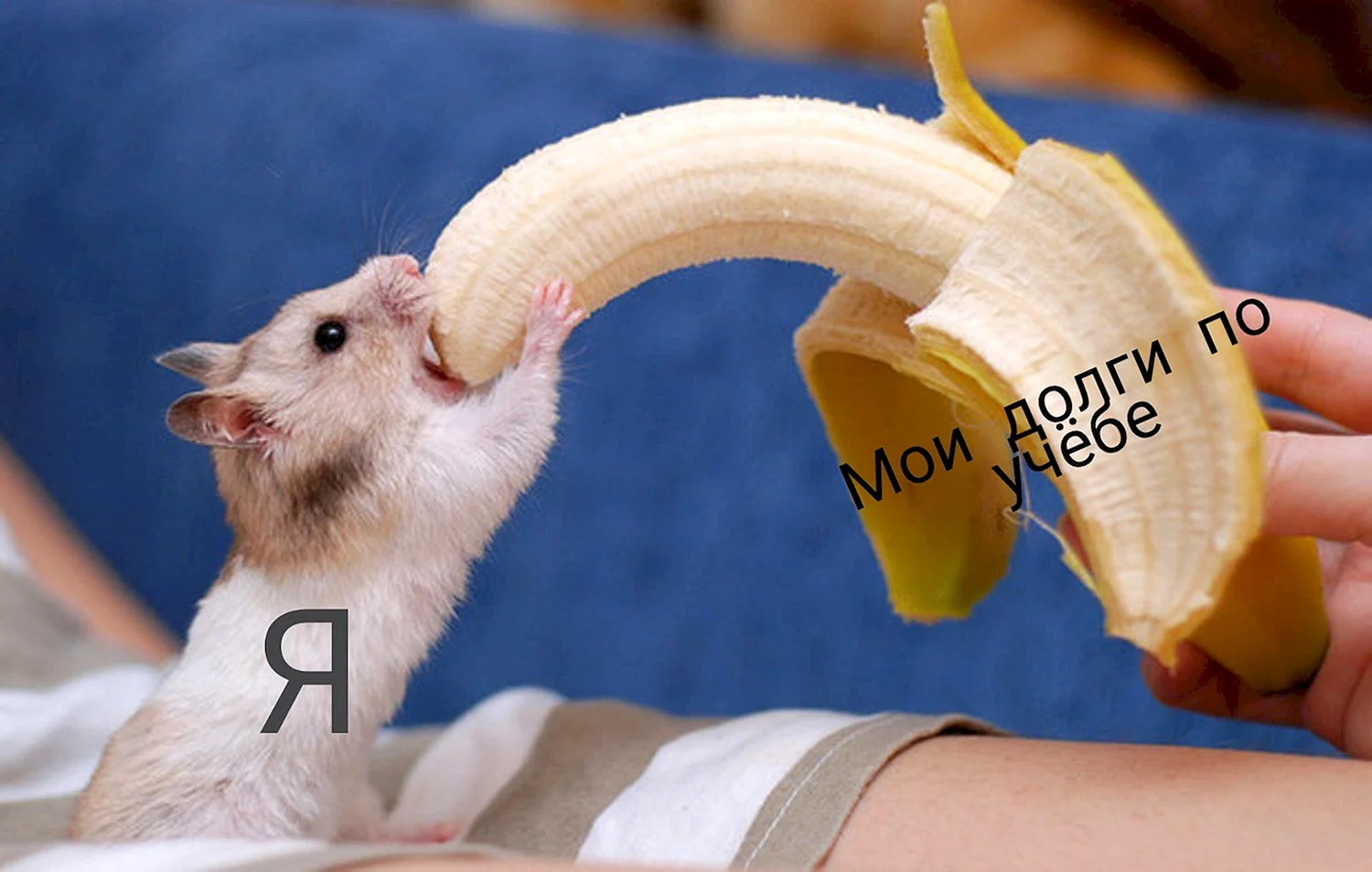 Хомяк и банан