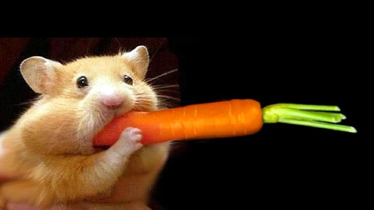 Хомяк с морковкой во рту