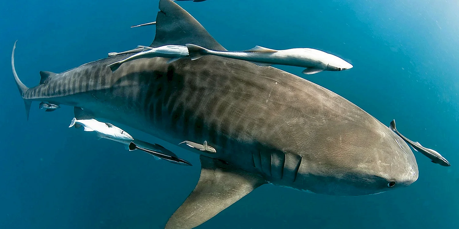 Хрящевые рыбы акула тигровая