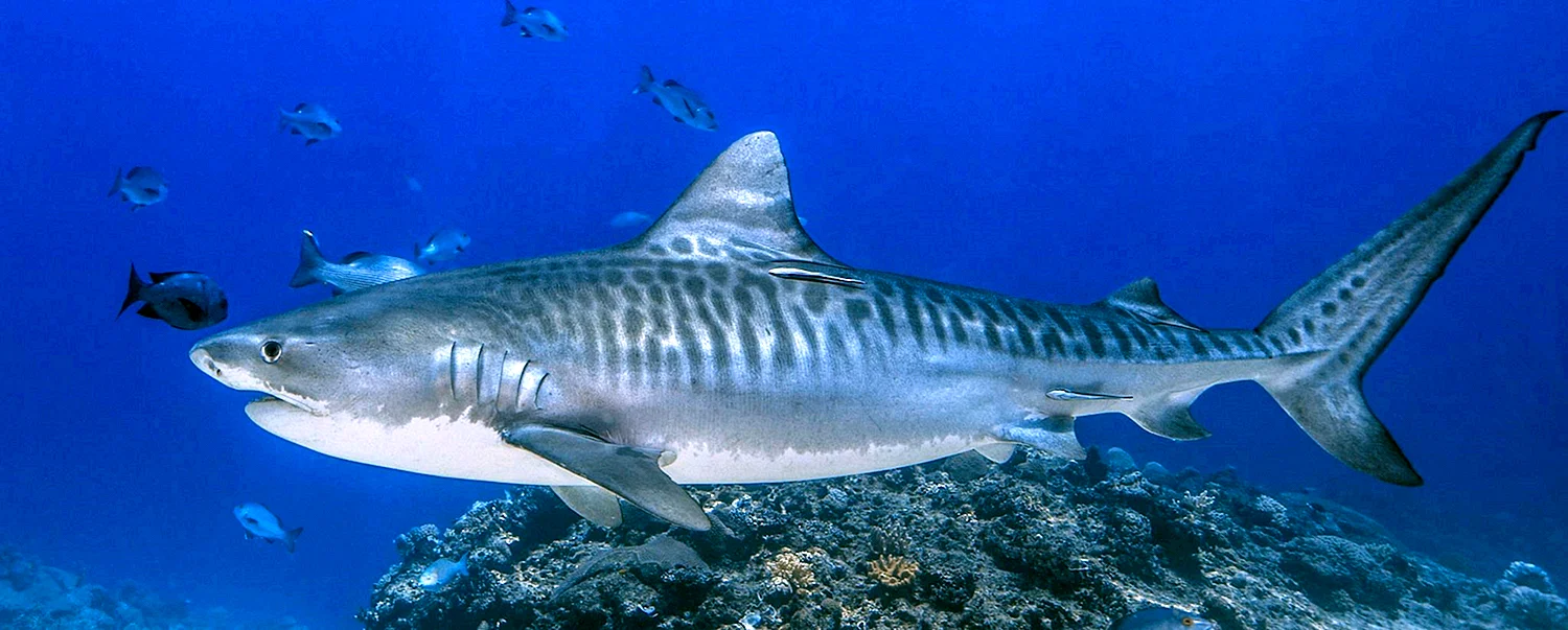 Хрящевые рыбы акула тигровая