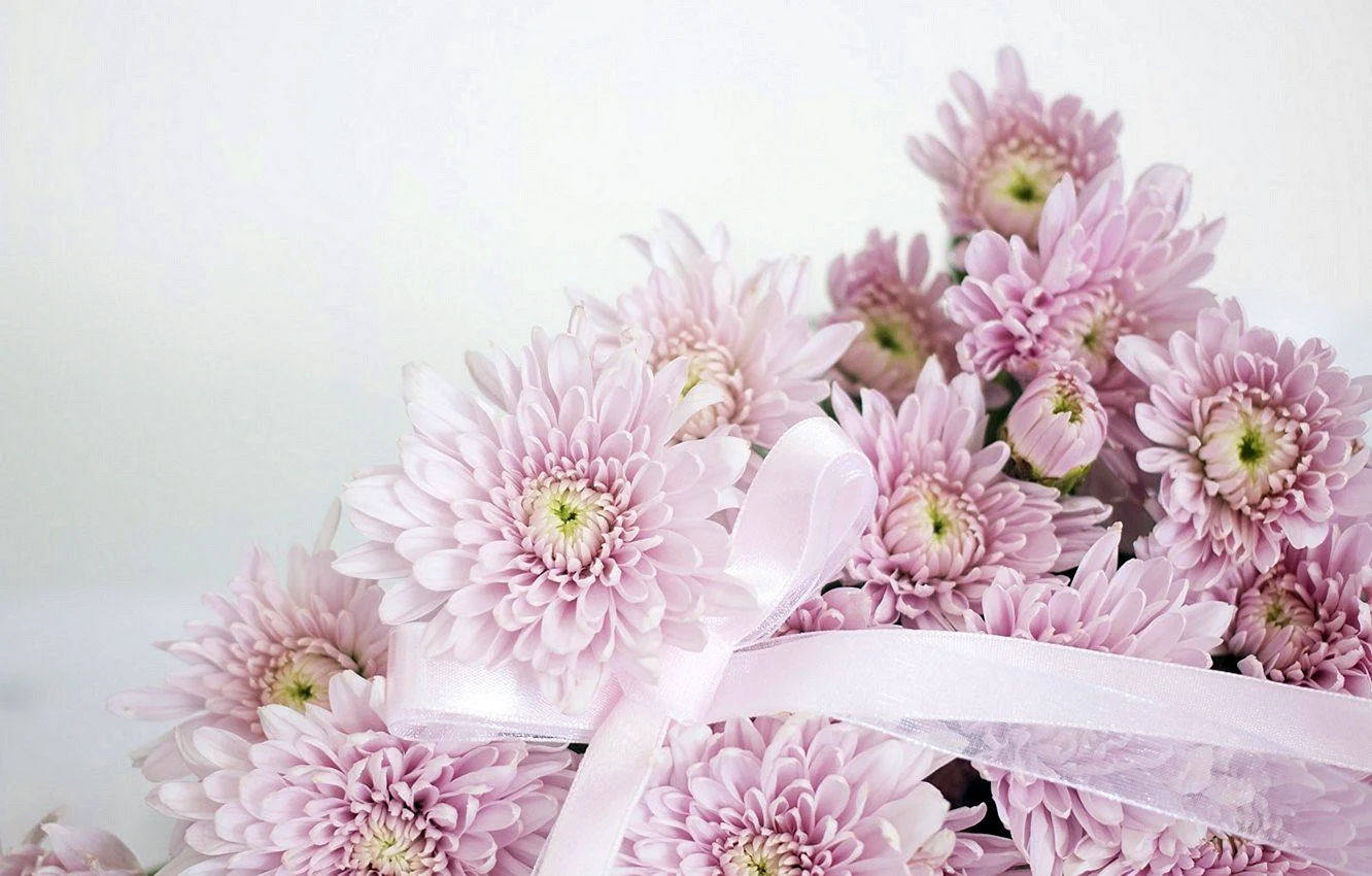 Хризантема бледно розовая