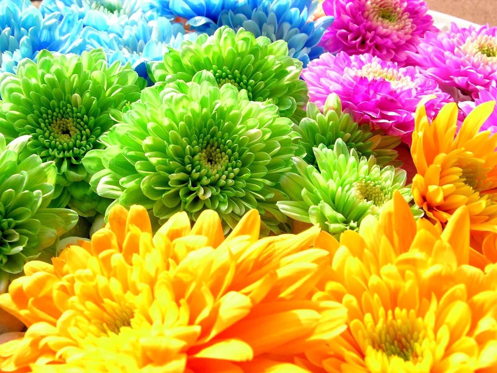 Хризантемы разноцветные