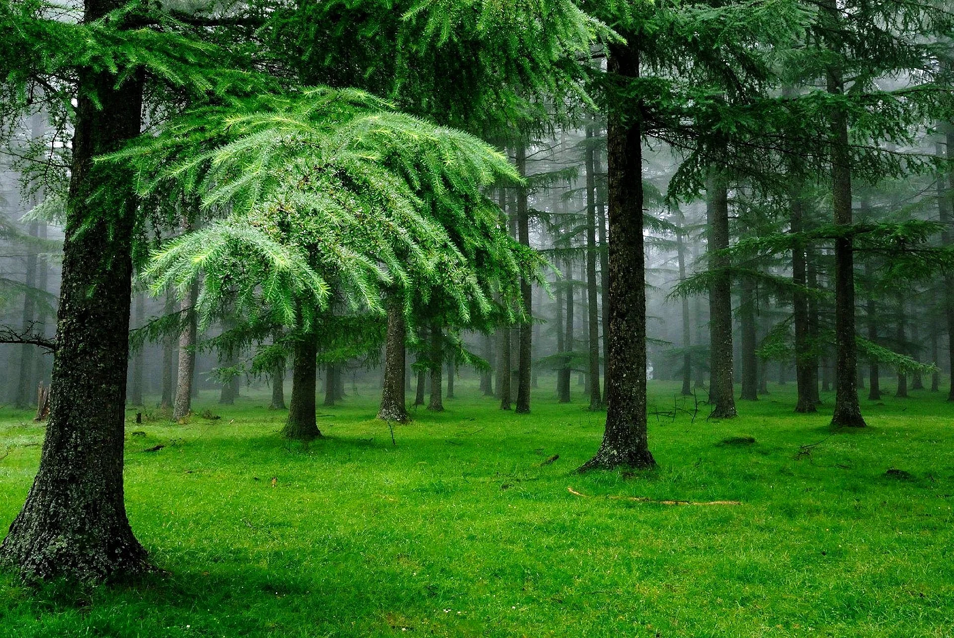 Хвойный лес Казани