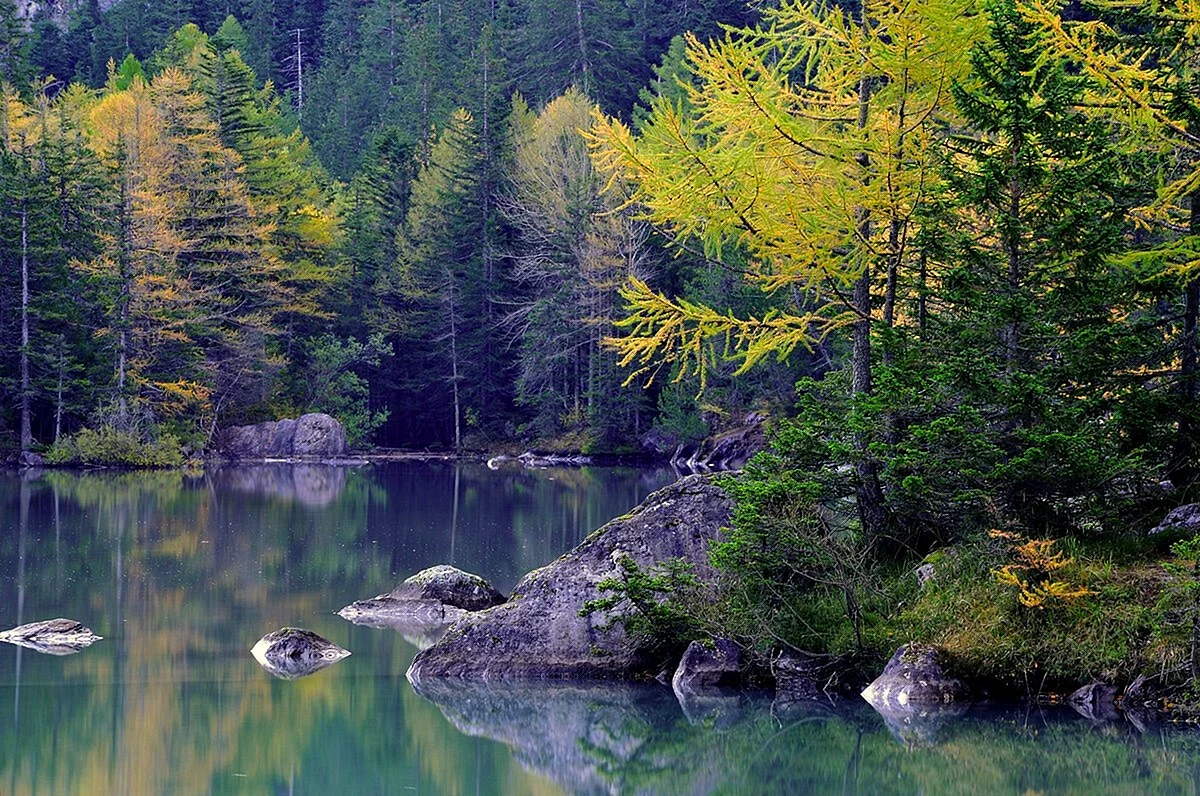 Хвойный лес у озера