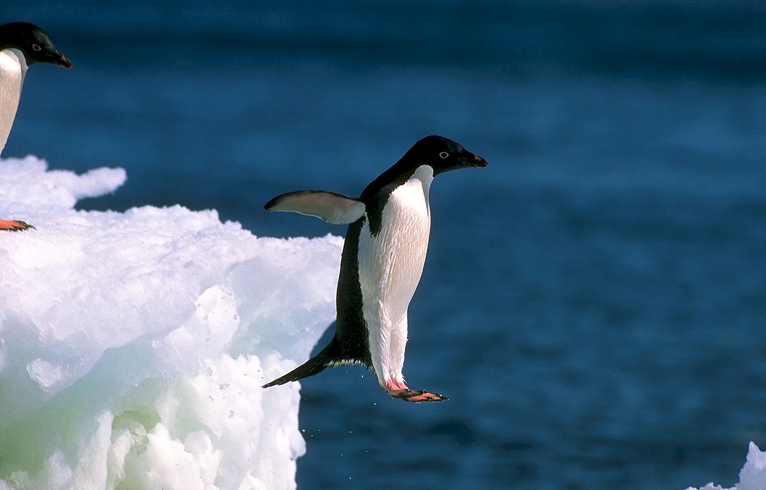 Хвост пингвина
