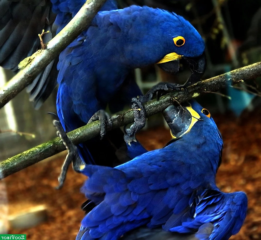 Хвост синий ара