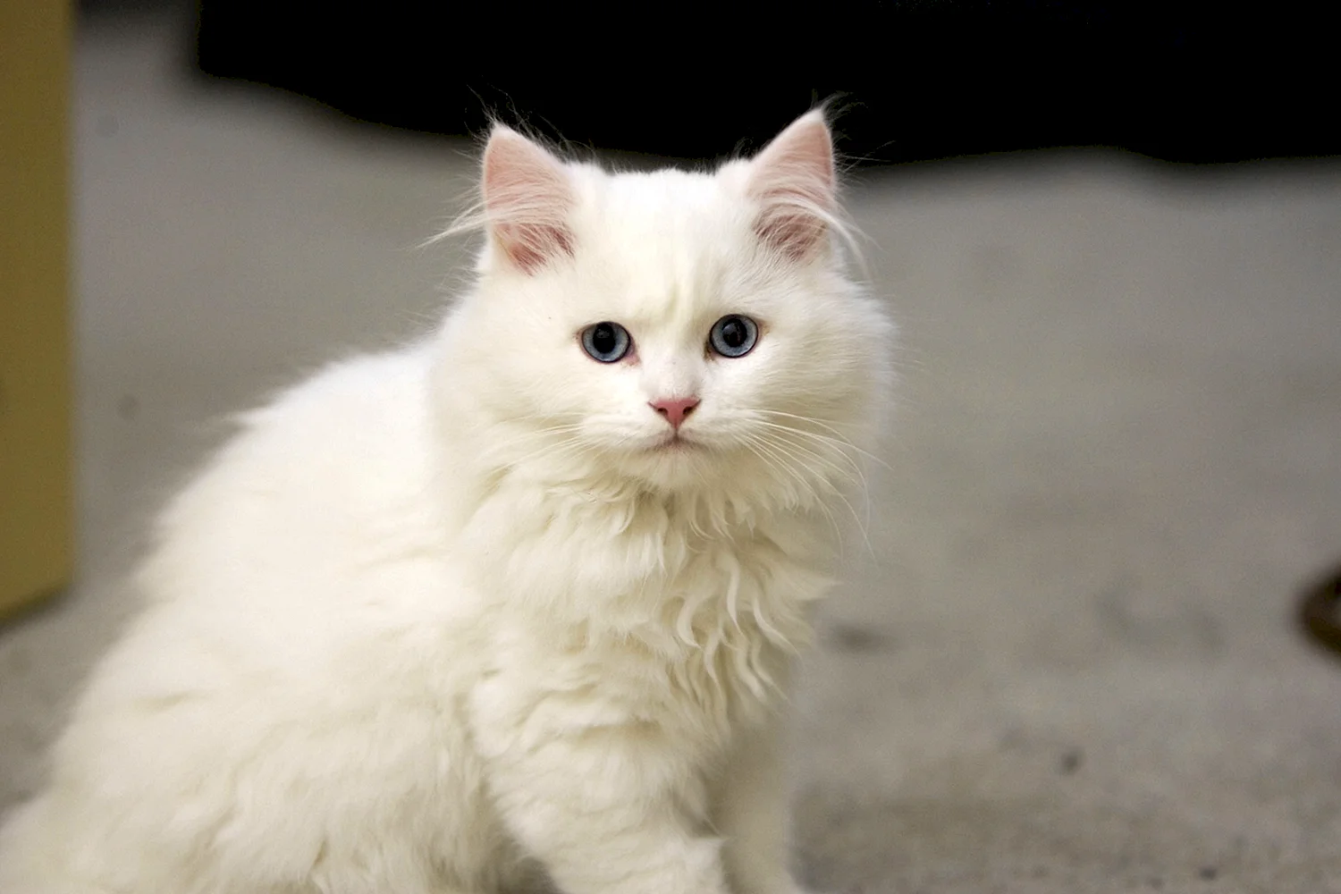 Кимрик кошка белая