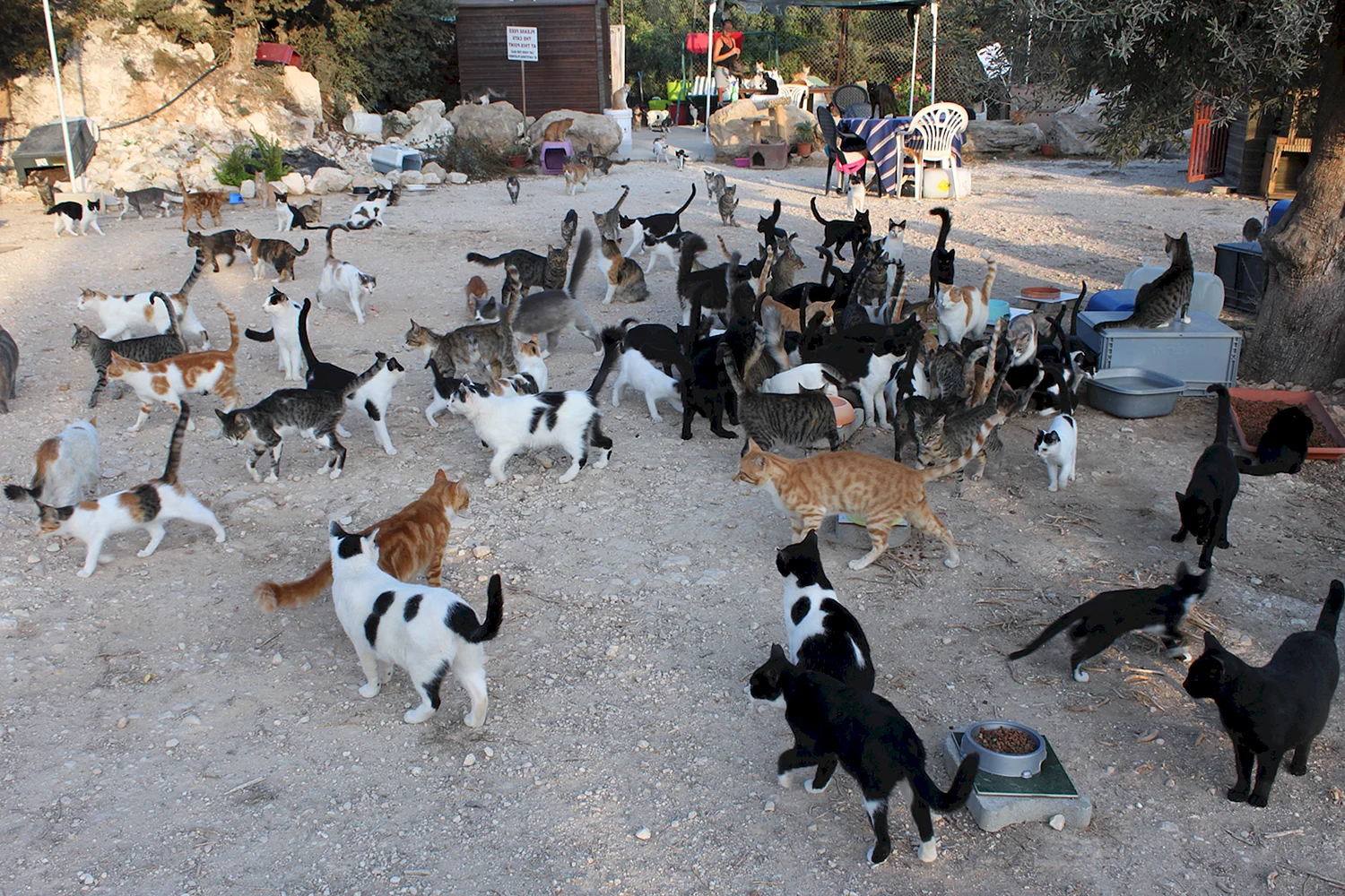 Кипр остров кошек