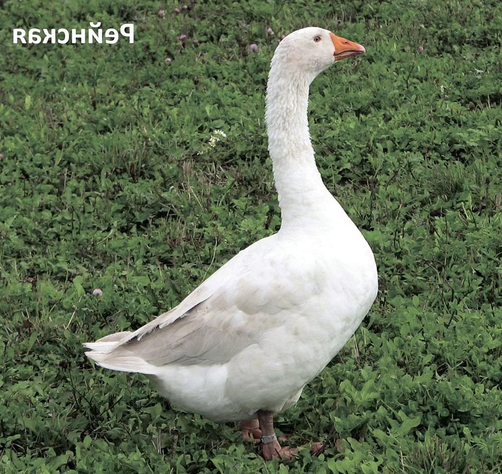 Китайская белая порода гусей
