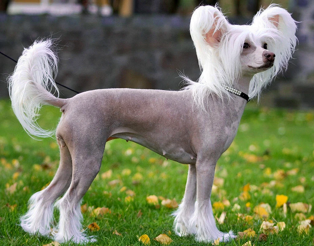 фото голая китайская собака фото (120) фото