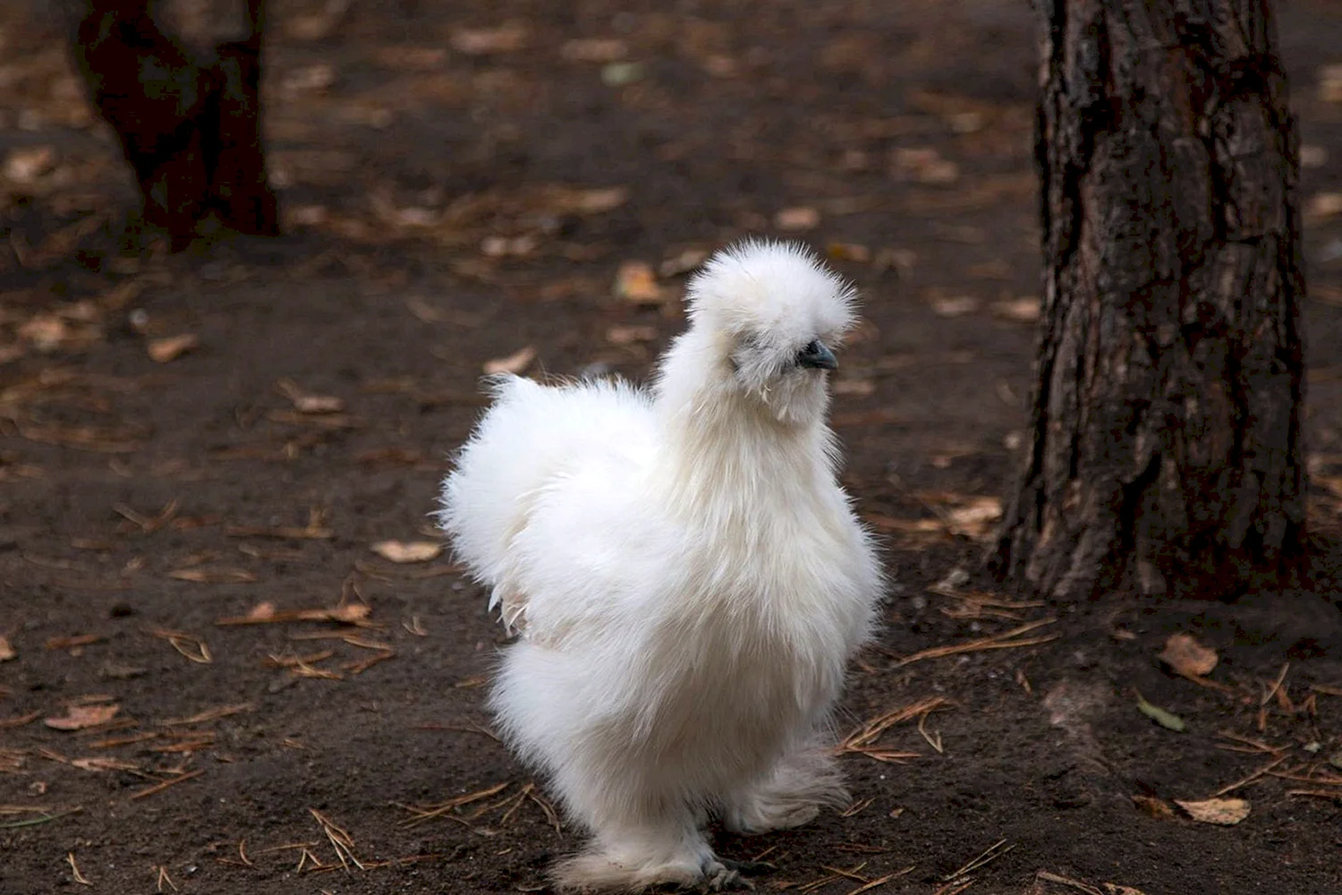 Китайская хохлатая пуховая курица