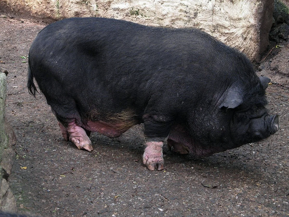Китайская порода свиней