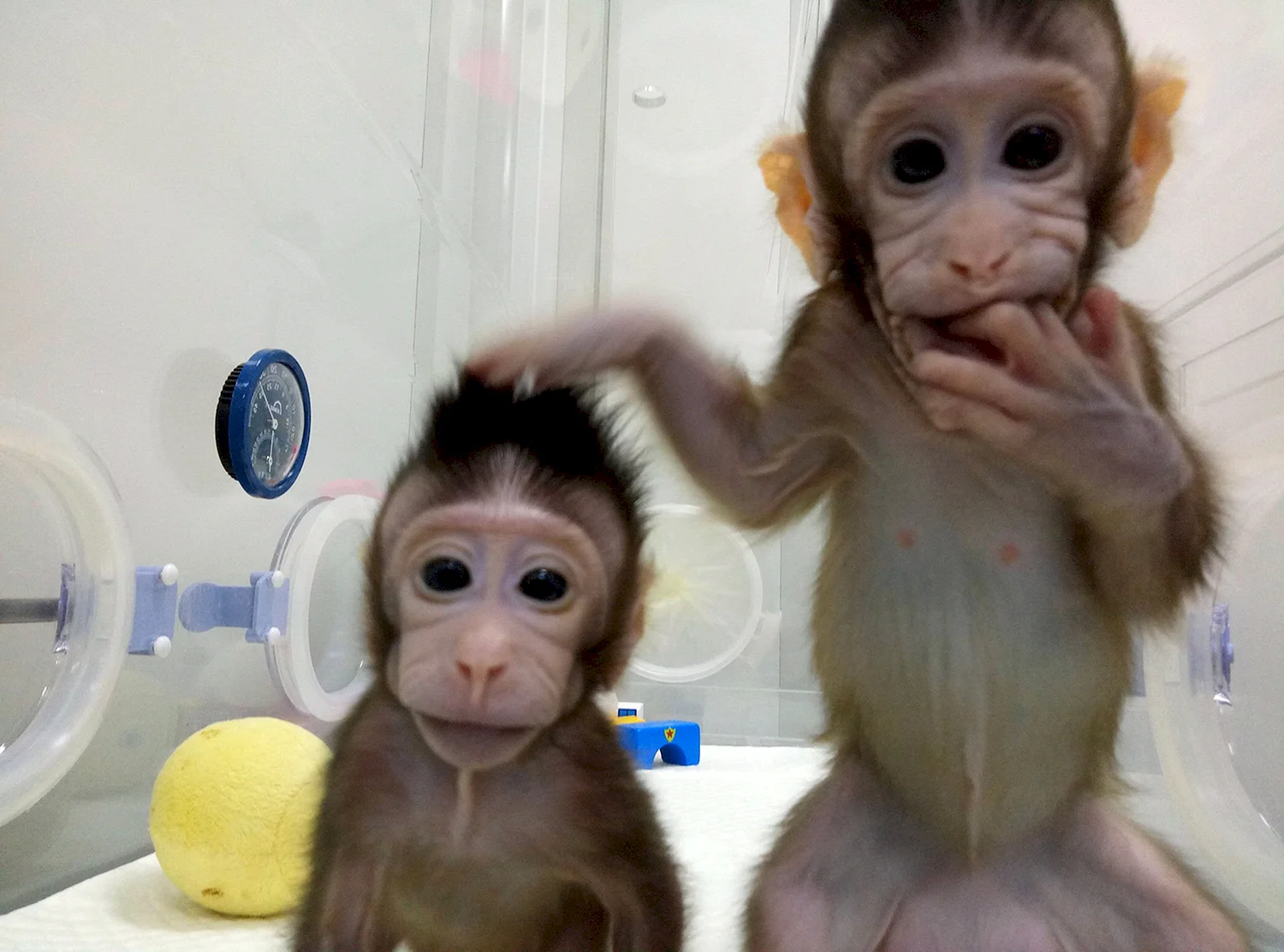 Китайские ученые клонировали обезьяну