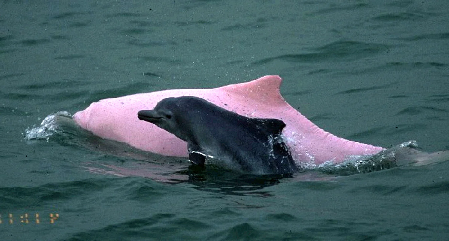 Китайский Дельфин (Sousa chinensis)