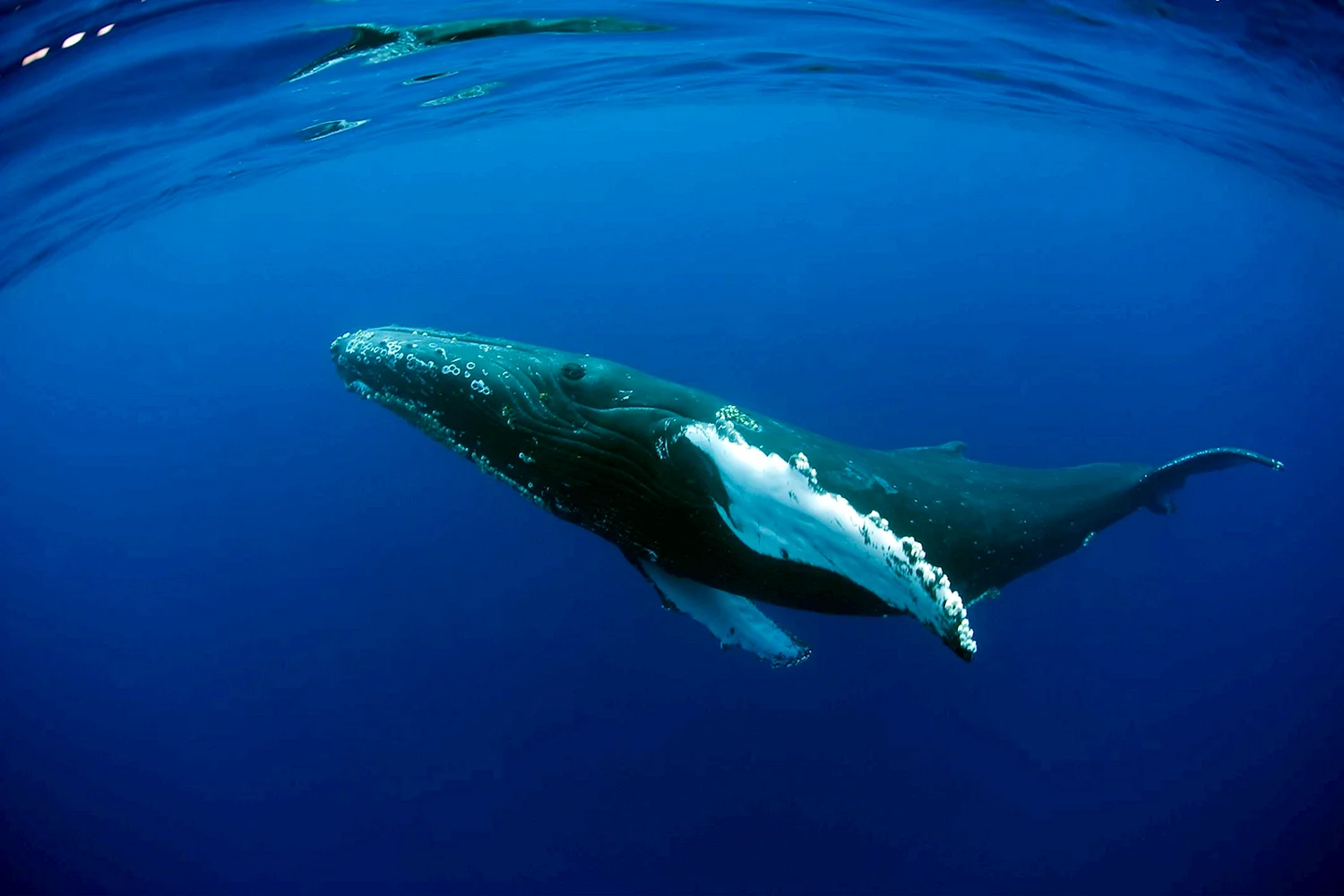Кит-Горбач, или горбатый кит